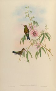 Chlorostilbon phaethon = Chlorostilbon aureoventris = Chlorostilbon lucidus by John Gould
